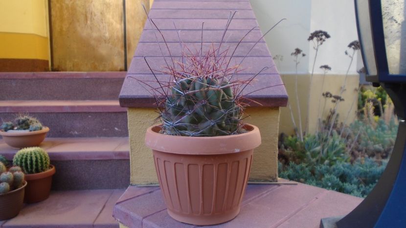 Hamatocactus (Ferocactus) hamatacanthus, 60 lei - diam. ghiveci 13,5 cm - 00 Plante disponibile 2023