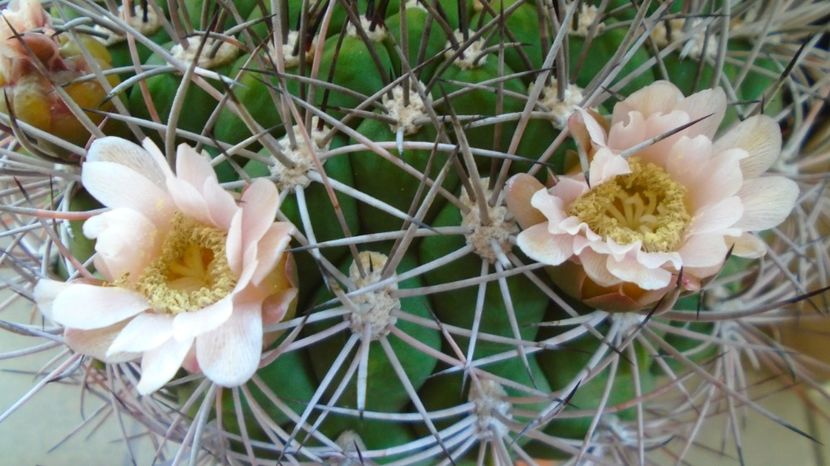  - Cactusi-Gymnocalycium 2022-23