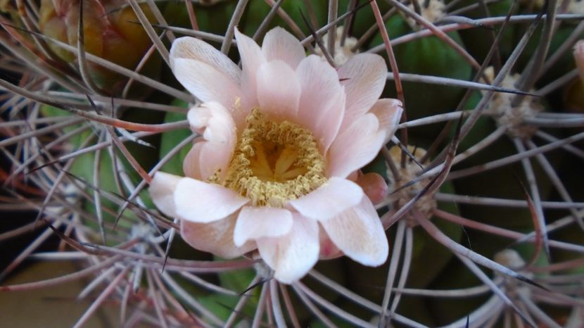  - Cactusi-Gymnocalycium 2022-23