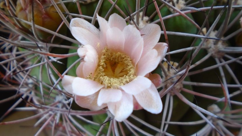  - Cactusi-Gymnocalycium 2022-23