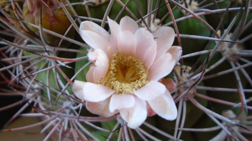  - Cactusi-Gymnocalycium 2022-23