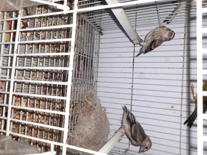  - Pui hibrid sticlete 2022