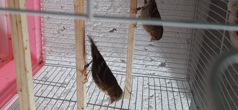 20220625_073802_resized - Pui hibrid scatiu 2022