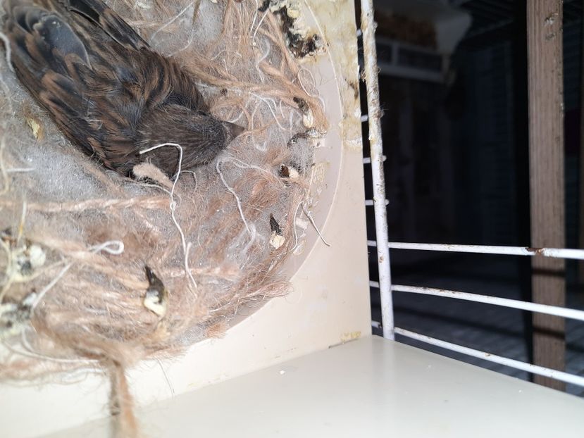  - Pui hibrizi petrusi 2022