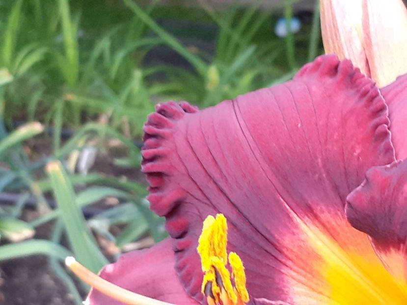  - Boitzer Glowing Darkness