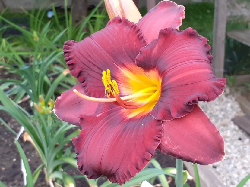  - Boitzer Glowing Darkness