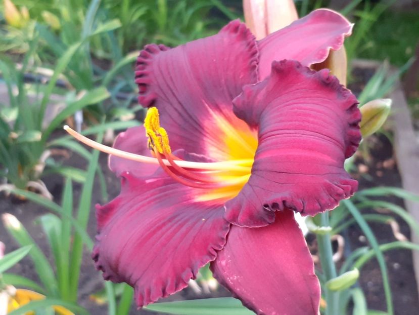  - Boitzer Glowing Darkness