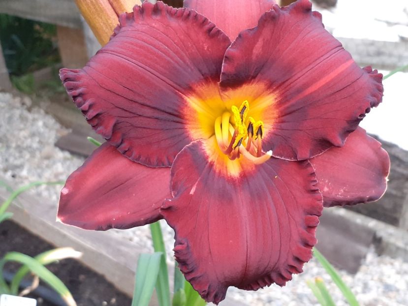  - Boitzer Glowing Darkness