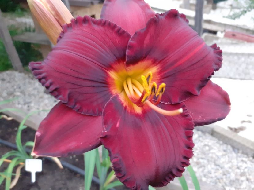  - Boitzer Glowing Darkness