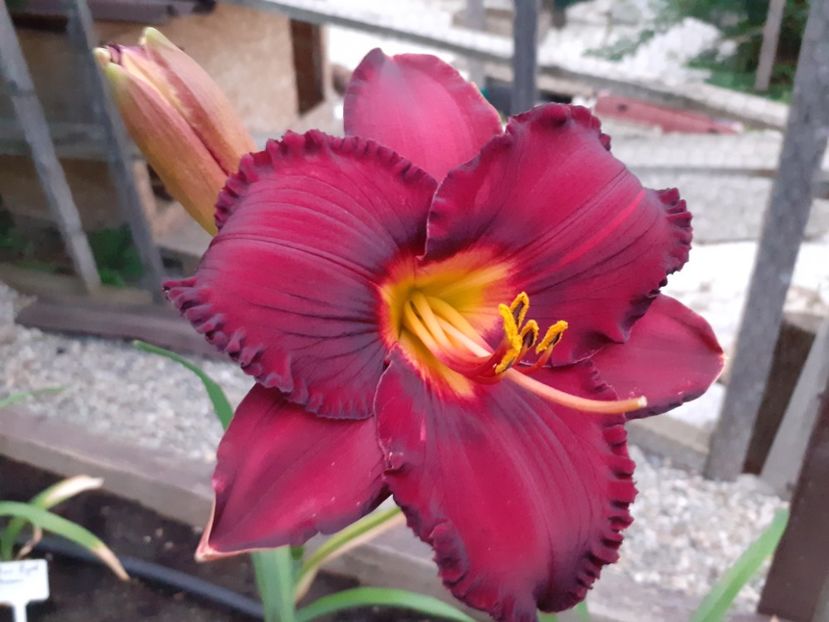  - Boitzer Glowing Darkness