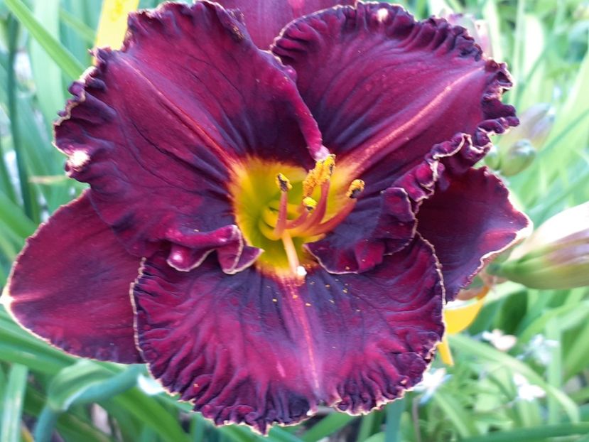  - Purplelicious?