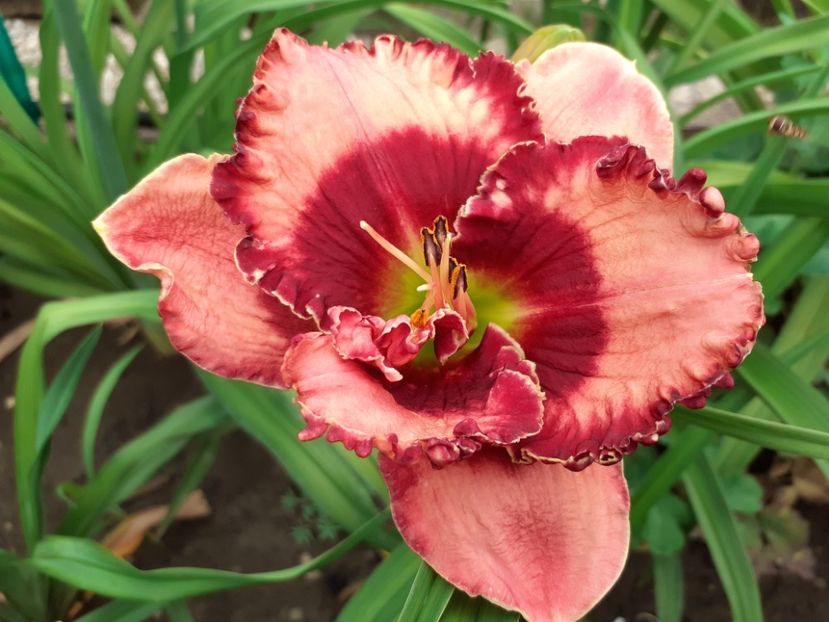  - Hemerocallis 2022
