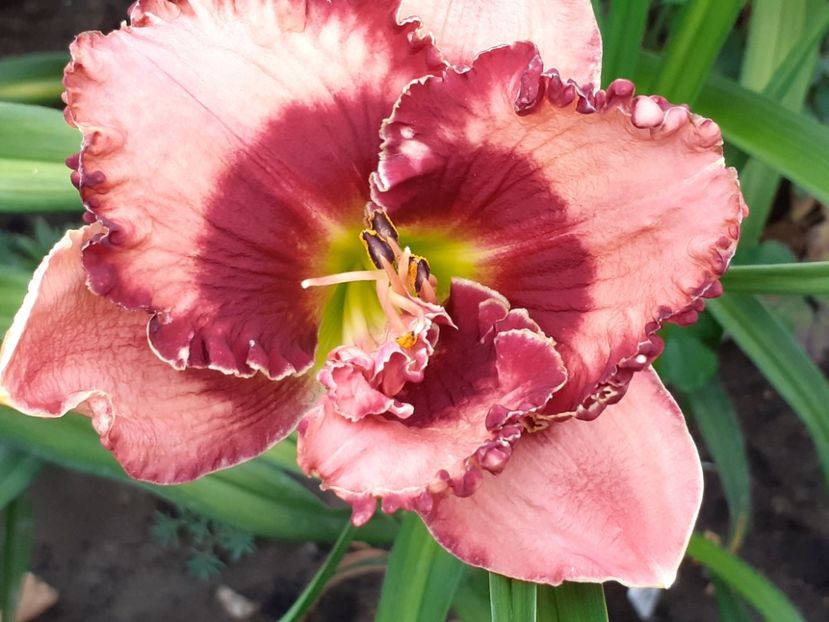  - Hemerocallis 2022