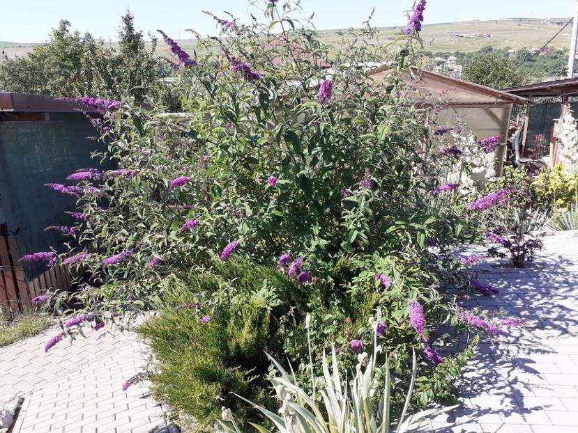  - Gradina 2022