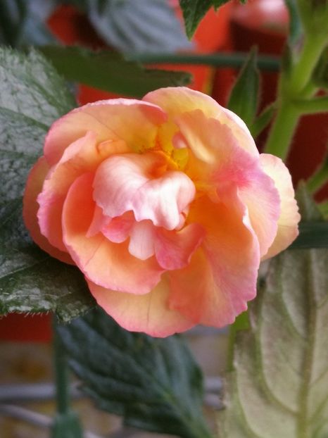 26 iunie 2022 - Giselle