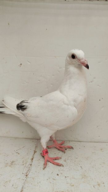 vandut - De vânzare voiajori pui 2022