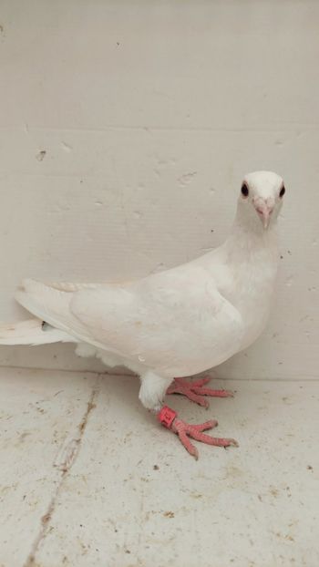  - De vanzare voiajori 2