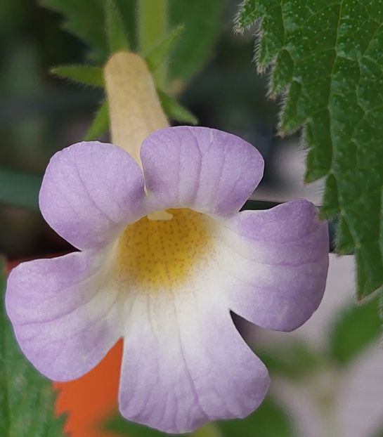 MMs BLUE MOON - AAA RIZOMI ACHIMENES DISPONIBILI -2023