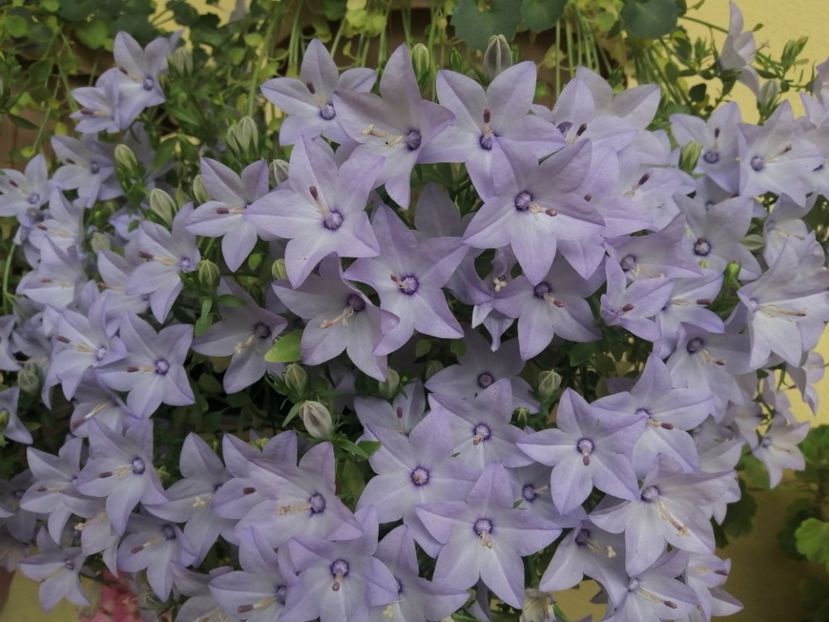  - Campanula
