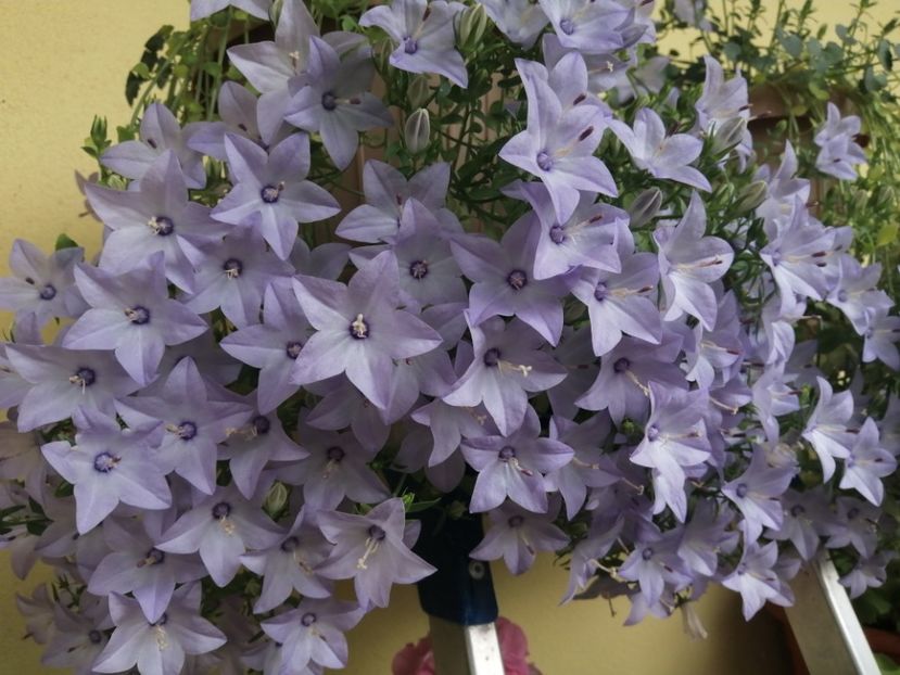  - Campanula