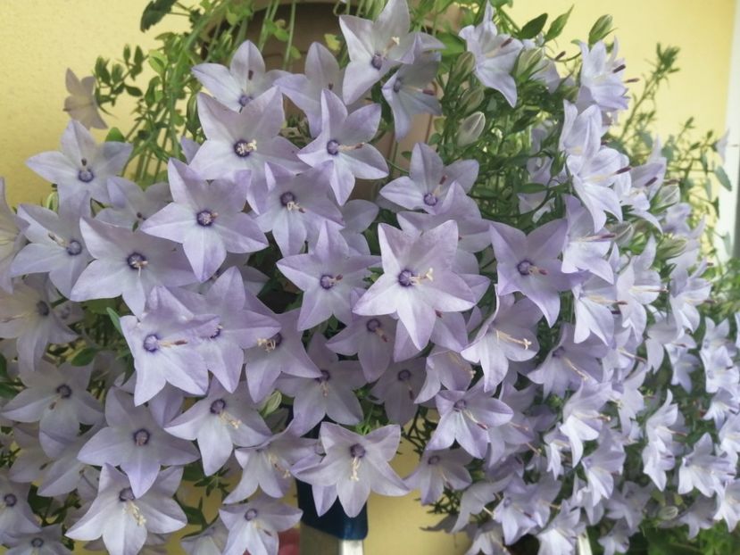  - Campanula