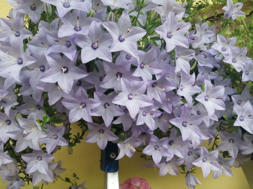  - Campanula