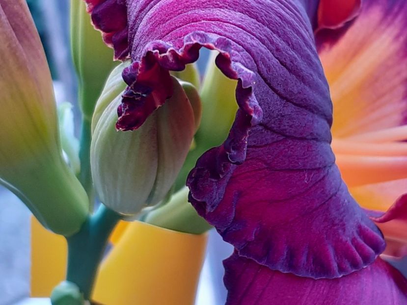  - Boitzer Glowing Darkness