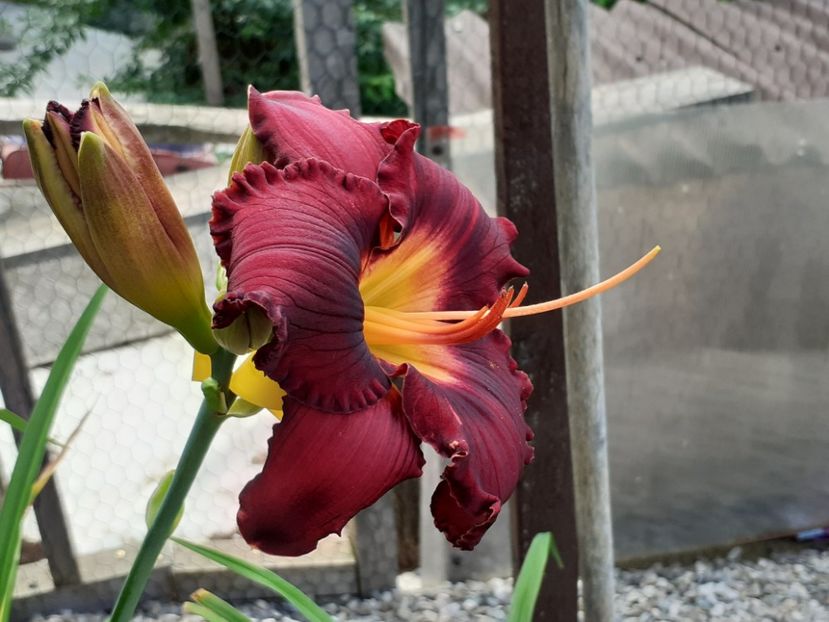  - Boitzer Glowing Darkness