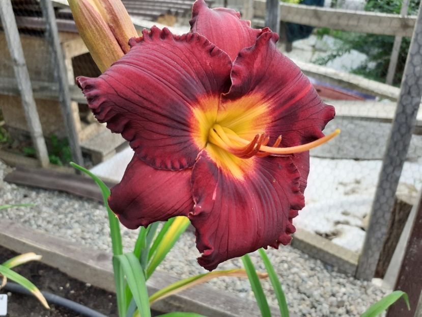  - Boitzer Glowing Darkness