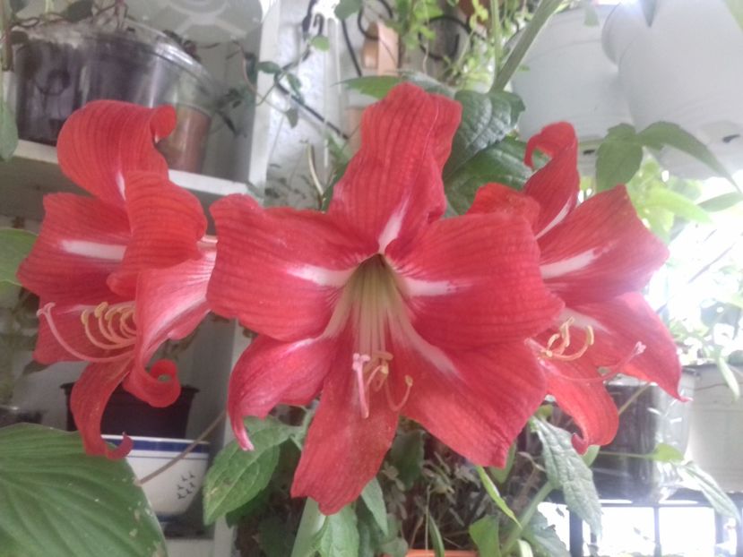  - Linişte şi flori