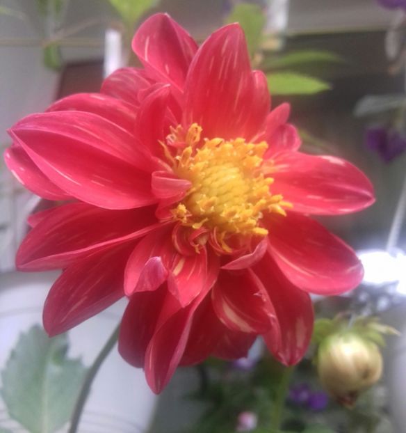 Tot Mama-Jumi❤❤❤ - Linişte şi flori