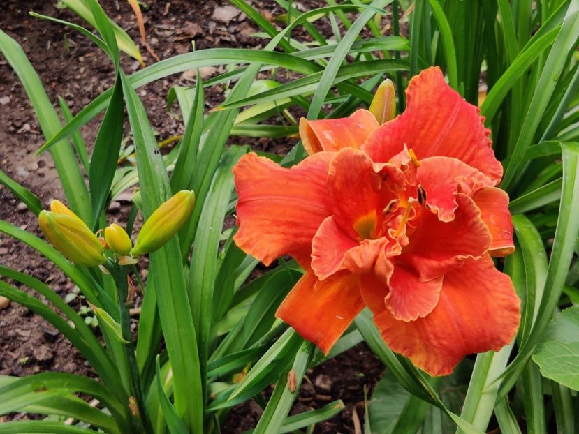 Moses' fire - Hemerocallis