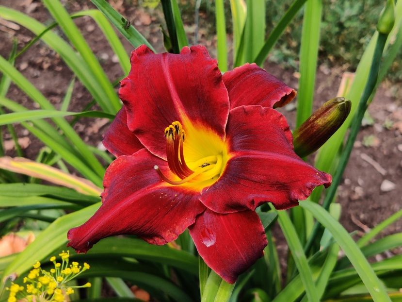 Dominic - Hemerocallis