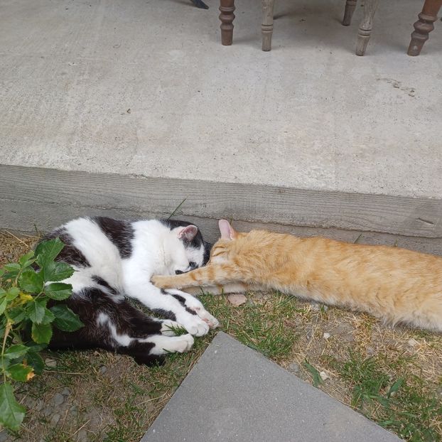  - Micile mele feline 2022