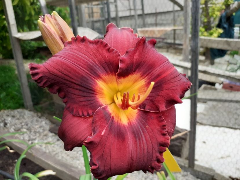  - Boitzer Glowing Darkness