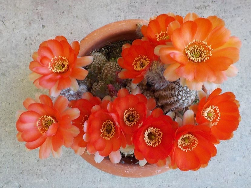  - chamacereus hibrid