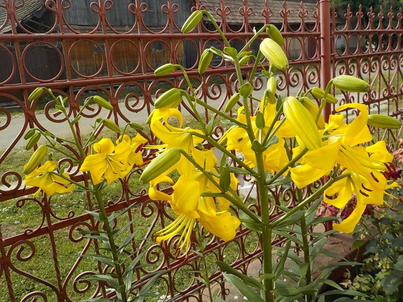  - golden splendour
