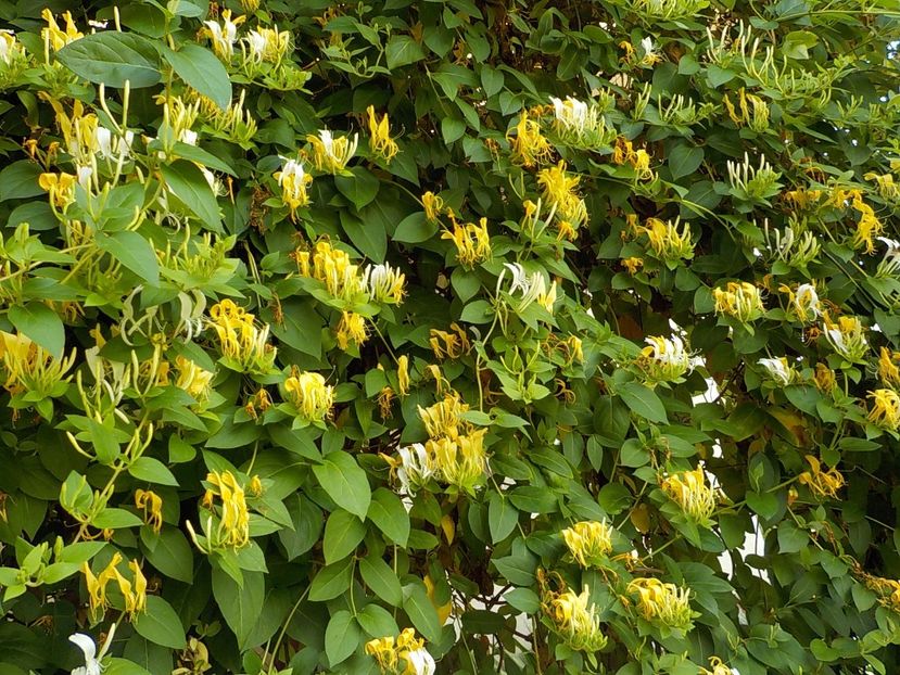  - lonicera