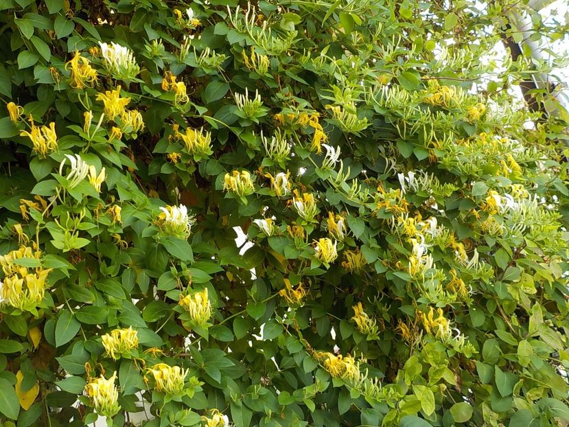  - lonicera