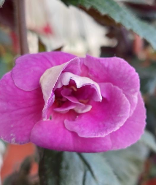  - BRID-S CARLOTTE TERESA