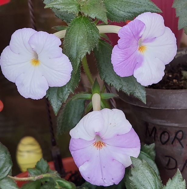 RF-S PORCELAIN - AAA RIZOMI ACHIMENES DISPONIBILI -2023