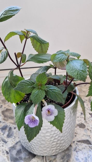 flori pe virfurile ciupite - Ambroise Verschaffelt Rodica