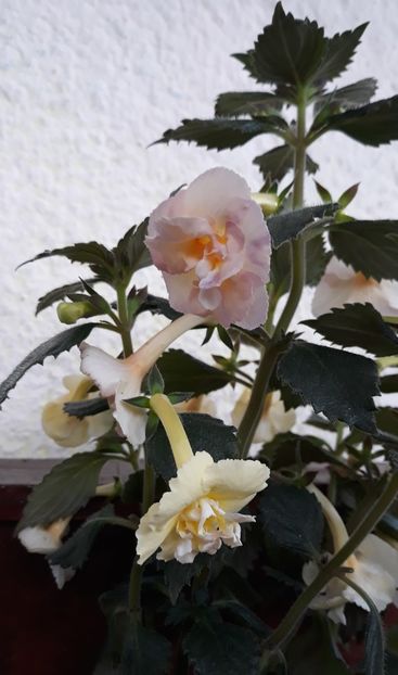  - 0001 2022 - Yellow English Rose