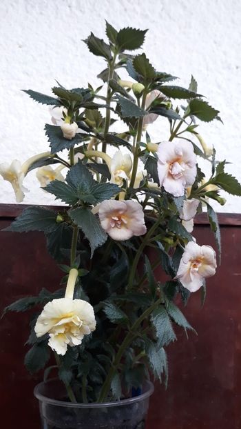  - 0001 2022 - Yellow English Rose