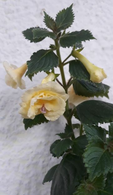  - 0001 2022 - GOLDEN BELLS xA