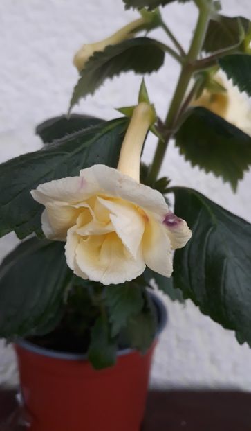  - 0001 2022 - GOLDEN BELLS xA