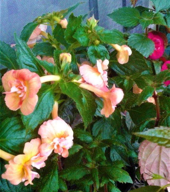  - 000013 ACHIMENES