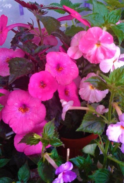  - 000013 ACHIMENES