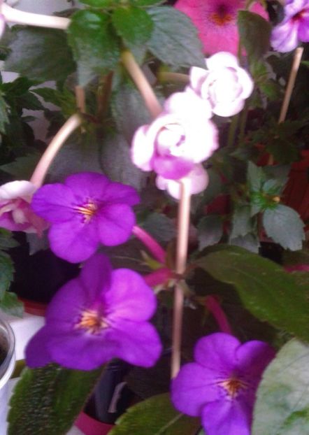  - 000013 ACHIMENES