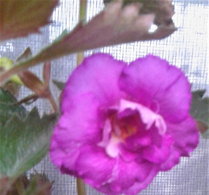  - 000013 ACHIMENES